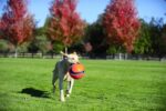 Chuckit Kick Fetch - Small 12,5 cm