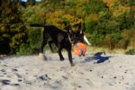 Chuckit Kick Fetch - Small 12,5 cm