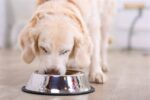 Happy Pet Voerbak Antislip - 14 cm