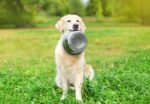 Happy Pet Voerbak Rvs - 11 cm