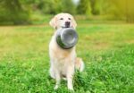 Happy Pet Voerbak Rvs - 16,5 cm