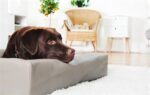 Bia Bed Kunstleer Hoes Hondenmand Taupe - Bia-2 60 x 50 x 12,5 cm