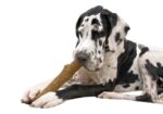 Petstages Dogwood Durable Stick - Large 20 cm