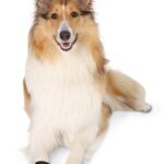 Trixie Walker Care Beschermschoenen Zwart 2 Stuks - Xl 20 x 10 cm