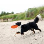 Trixie Rubber Frisbee Dog 0 Soar Groen - 18 cm
