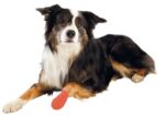 Trixie Zelfklevend Verband Assorti - 5 cm 4,5 Mtr 4 stuks