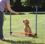 Trixie Dog Activity Agility Horde Blauw / Oranje - 123 x 115 x 3 cm