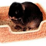 Rosewood Chill 'N' Snooze Knaagdierbed - 33 x 26 cm