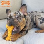 Nylabone Dura Chew Cheese Bone - Tot 16 kg