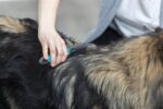 Trixie Vacht Ontvilter Gebogen Tanden - 18 cm