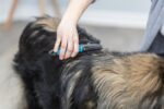 Trixie Vacht Ontvilter Gebogen Tanden - 18 cm