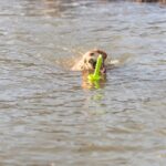 Trixie Dog Activity Mot-Aqua Apporteer Dobber Limegroen - 29 cm