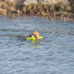 Trixie Dog Activity Mot-Aqua Apporteer Dobber Limegroen - 29 cm