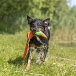Trixie Eend Drijvend Polyester Oranje - 50 cm