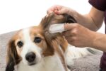 Trixie Ear Care Vingerpads - 50 stuks
