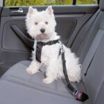 Trixie Hondentuig Auto Inclusief Gordel Zwart - 30-60 x 2 cm