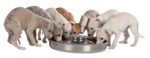 Trixie Junior Puppyvoerbak Rvs - 38 cm 4 l