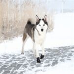 Trixie Pootbescherming Walker Active Zwart - Xl 2 stuks