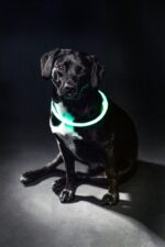 Trixie Lichtgevende Halsband Usb Flash Light Oplaadbaar Tpu Groen - 40 x 0,8 cm
