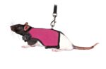 Trixie Softtuig Met Riem Voor Ratten Assorti - 12-18 x 120 cm