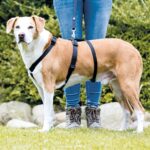 Trixie Hondentuig Stay Zwart - 32-45 x 1 cm
