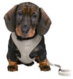 Trixie Junior Puppytuig Soft Met Riem Lichtgrijs - 26-34 x 1 cm / 2 Mtr