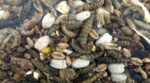 Utopia Strooivoer Met Insecten - 1,8 kg