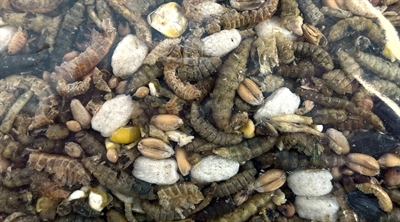 Utopia Strooivoer Met Insecten - 1,8 kg