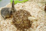 Happy Pet Speelbal Wilg Nature First – 9,5 x 9,5 x 9,5 cm