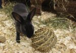 Happy Pet Speelbal Wilg – LARGE 14 x 14 x 14 cm