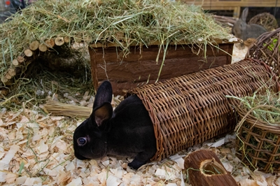 Happy Pet Wilgen Tunnel – LARGE 32 x 15 x 15 cm