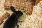 Happy Pet Wilgen Tunnel – LARGE 32 x 15 x 15 cm
