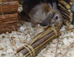 Happy Pet Wilgen Value Pack 2 Sticks / 2 Ballen – 26 x 9 x 9 cm