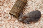 Happy Pet Wilgen Tunnel – SMALL 27 x 13 x 13 cm