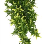Komodo Croton Plant – 40 cm