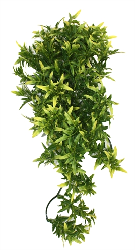 Komodo Croton Plant – 40 cm Komodo Croton Plant – 40 cm