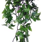 Komodo Philodendron Plant – 30 cm