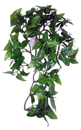 Komodo Philodendron Plant – 30 cm