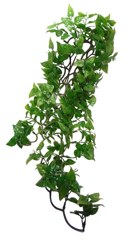 Komodo Philodendron Plant – 60 cm