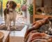 Hond, kat en klein huisdier comfortabel voorbereid op de herfst