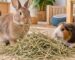 Konijn en cavia eten vers hooi in een rustige huiselijke omgeving