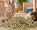 Konijn en cavia eten vers hooi in een rustige huiselijke omgeving