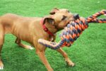 Happy Pet Nuts For Knots Extreme Spoel 8 Vorm Tugger Grijs / Oranje - 55 x 11 x 11 cm