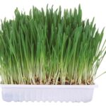 Trixie Knaagdiergras - 100 g
