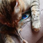 Croci Euphoria Kattenhengel Matatabi Pauwenveer - 12 cm