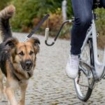 Trixie Fietsbeugel U-Vorm - M-Xl