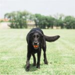 Chuckit Air Fetch Bal Medium Oranje - Medium 2 stuks