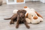 Trixie Knuffel Hondbenny Pluche Beige / Bruin - 75 cm