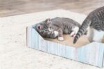 Trixie Krabmand Karton Catnip Turquoise - 45 x 33 x 12 cm