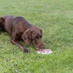Trixie Lick'N'Snack Mat Met Zuignappen Siliconen Salie - 17 cm
